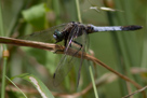 Orthetrum albistylum